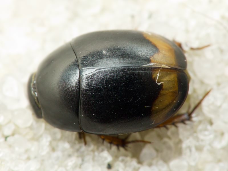 Hydrophilidae LatreiIle, 1802